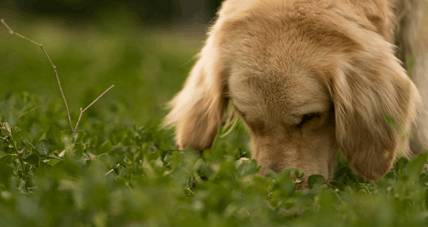 Koerad on tuntud oma veidrate harjumuste poolest ning üks neist on rohu söömine. Paljudele koeraomanikele tekitab see küsimusi lemmiku tervise […]
<p>The post M
