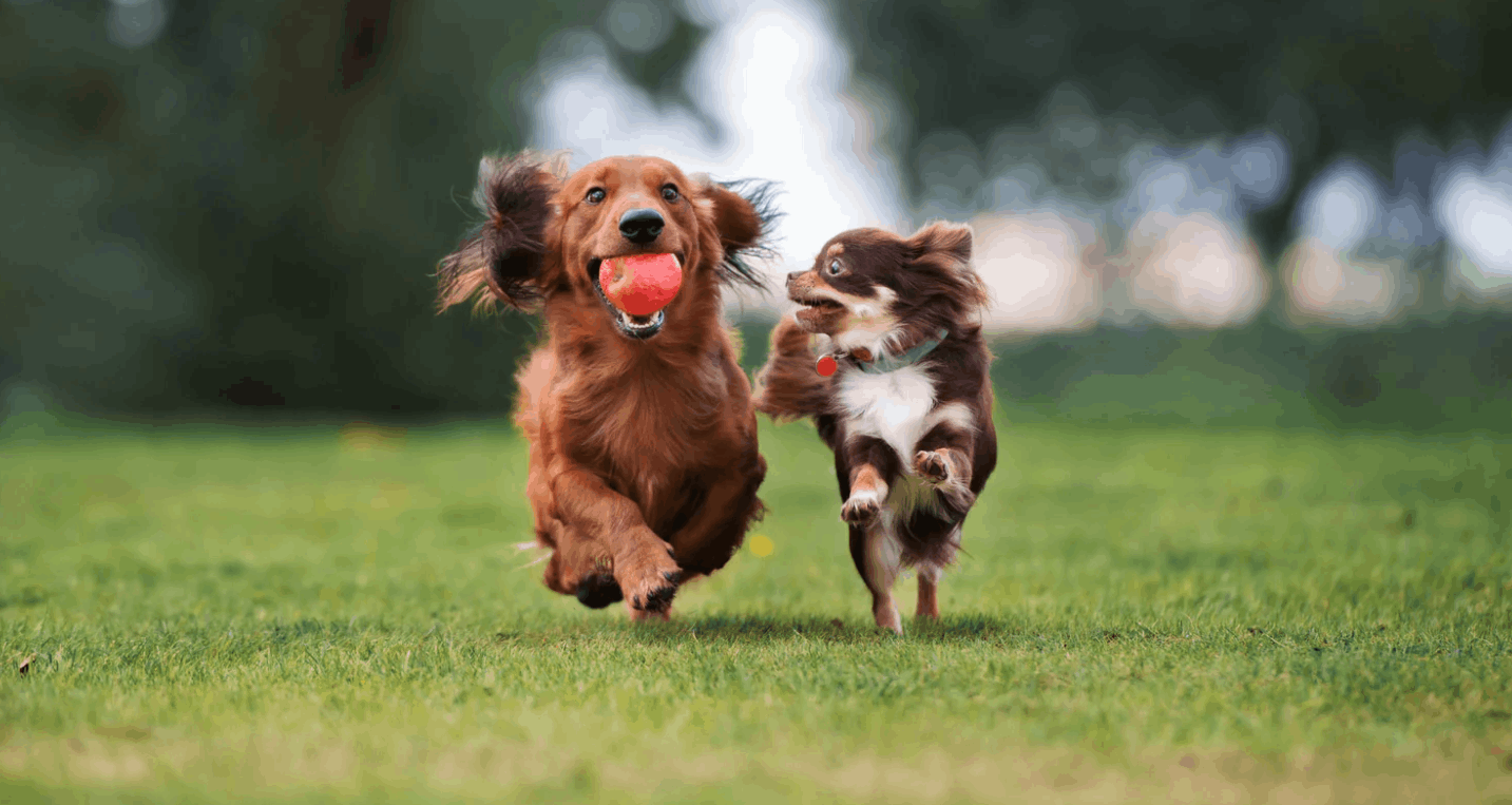 Maks on üks kõige rohkem tööd tegev organeid teie koera kehas. See mängib olulist rolli võõrutusprotsessides, seedimises, ainevahetuses ja toitainete […]
<p>The