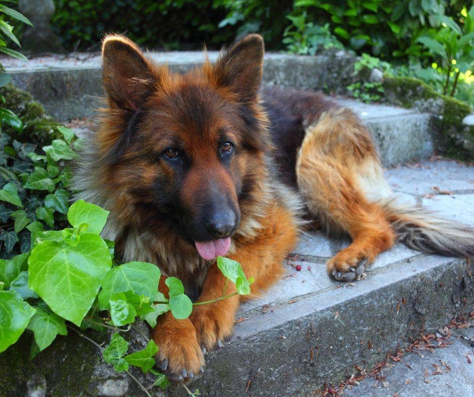 Autoimmuunhaigused hõlmavad koertel laia valikut immuunsüsteemi mõjutavaid häireid. Koera immuunsüsteem on valgete vereliblede, antikehade ja muude kaitsemehhan