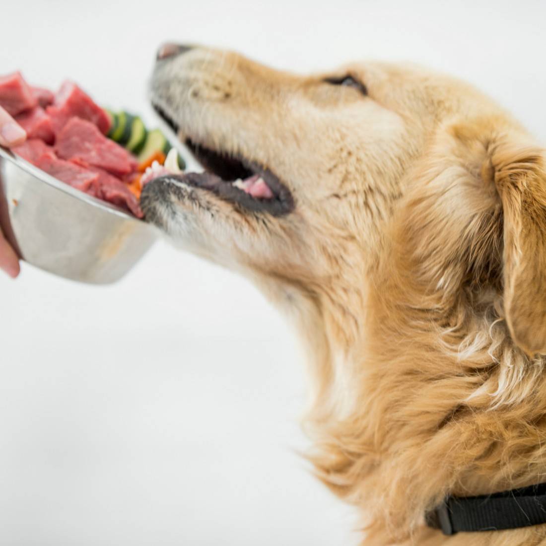 BARF (Biologically Appropriate Raw Food) ehk toortoitumine põhineb toorel lihal, kontidel, köögiviljadel ja puuviljadel. Hästi koostatud BARF-menüü võib katta s